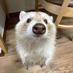 Meet your Posher, Isla